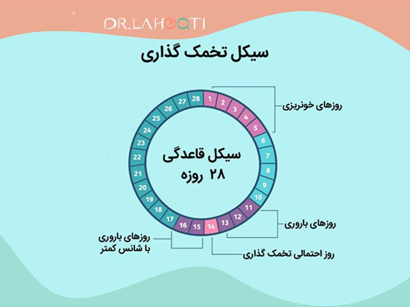 تشحیص تخمک گذاری | چرخه قاعدگی | سیکل قاعدگی